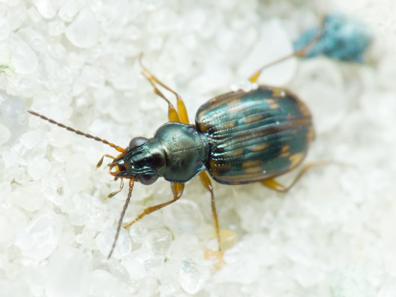 Bembidion (Diplocampa) fumigatum (Duftschmid, 1812)